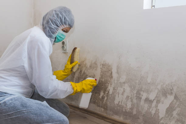 Why You Should Choose Our Mold Remediation Services in Reedley, CA